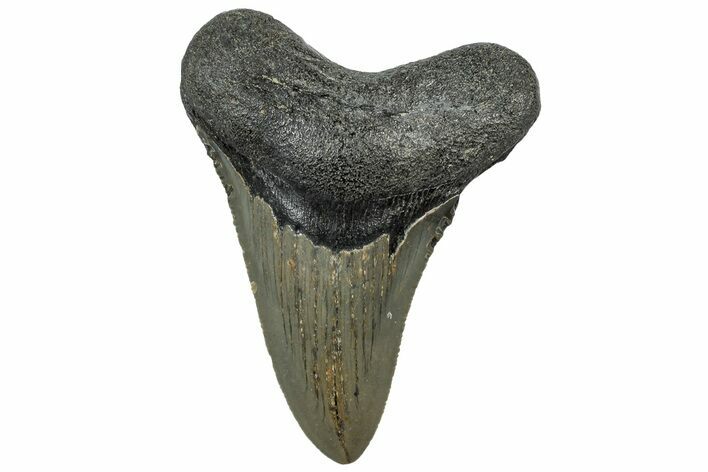 Serrated, Fossil Megalodon Tooth - North Carolina #307273